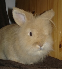 Meet Buffy. She's 9 months old and a lionhead rabbit.